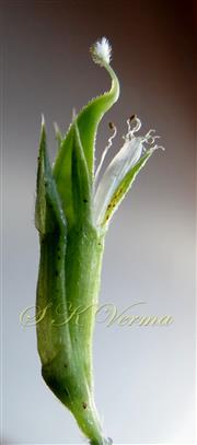 Flower (Petals removed)-See Calyx